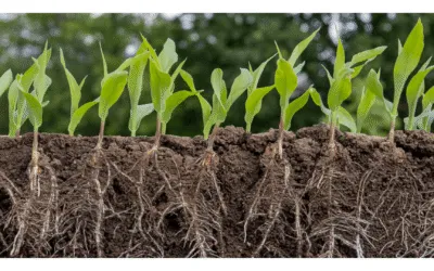 Bioestimulantes agrícolas: microbiología, fisiología vegetal y el futuro de la nutrición