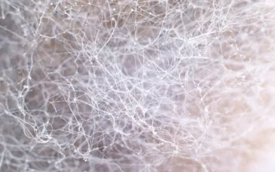 El microbioma del suelo en el cultivo de cannabis: biología, raíces y eficiencia productiva