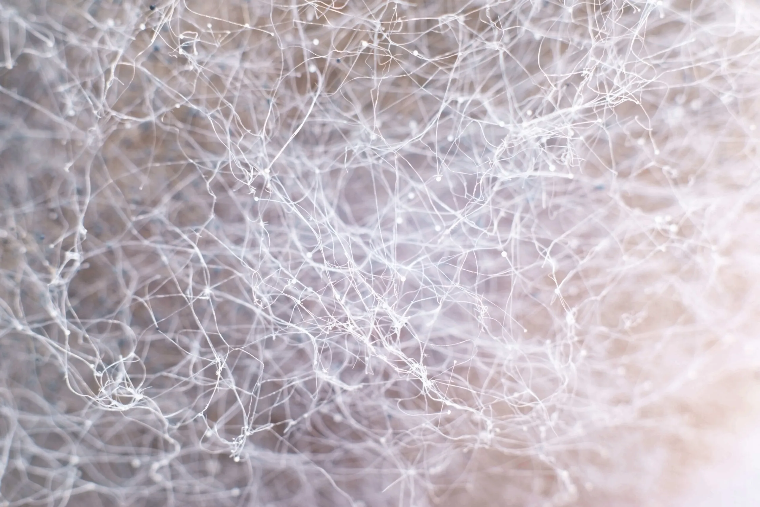 microbioma del suelo en el cultivo de cannabis con raíces y actividad microbiana