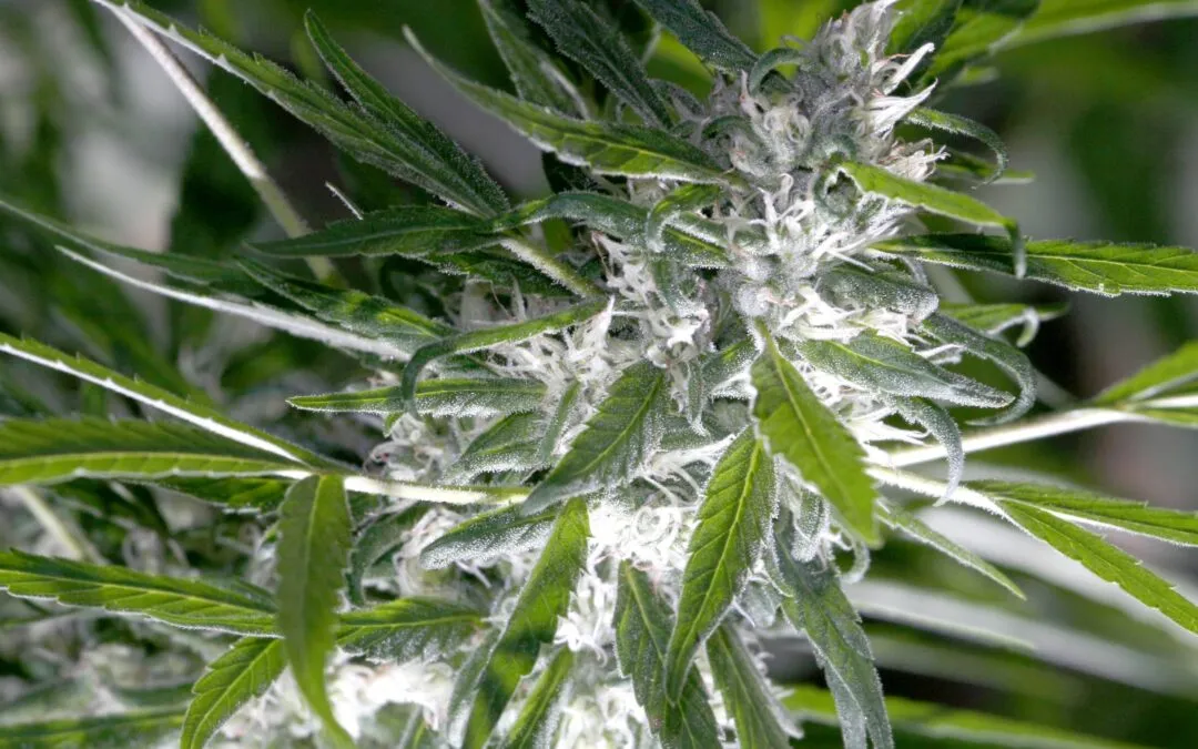 Post-harvest in cannabis: preserving cannabinoids, terpenes, and final product quality