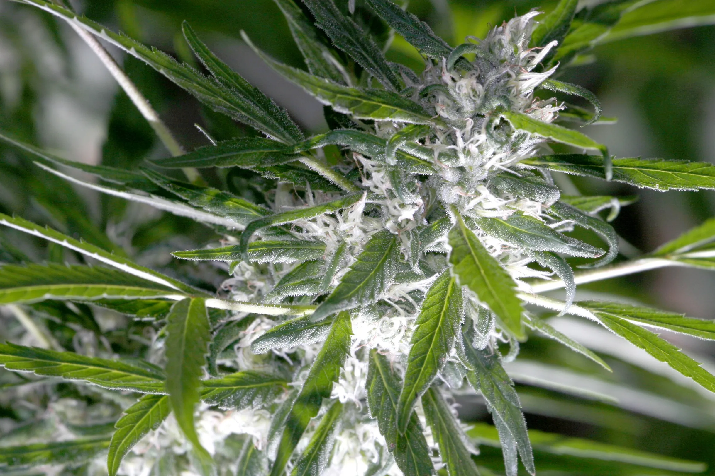cannabis post-harvest processes for preserving terpenes and cannabinoids