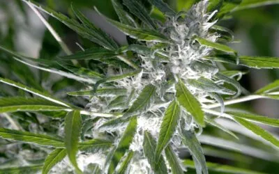 Postcosecha en cannabis: conservación de cannabinoides, terpenos y calidad final