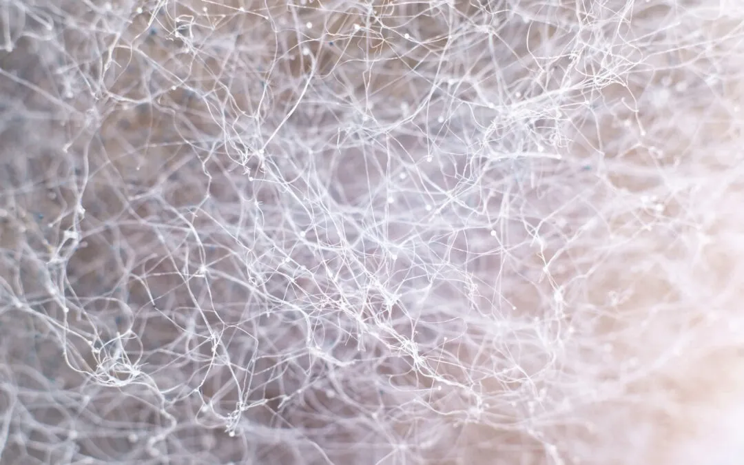 Soil Microbiome in Cannabis Cultivation: Roots, Biology and Crop Efficiency