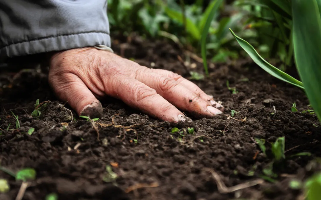 Agricultura regenerativa y eficiencia nutricional: el nuevo paradigma en la producción agrícola