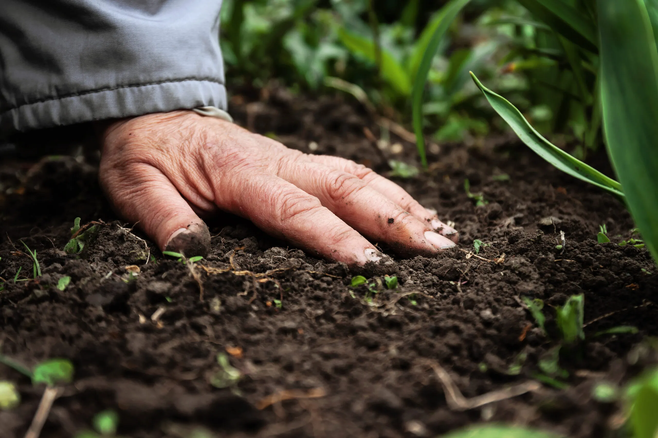 regenerative agriculture soil with roots and organic matter