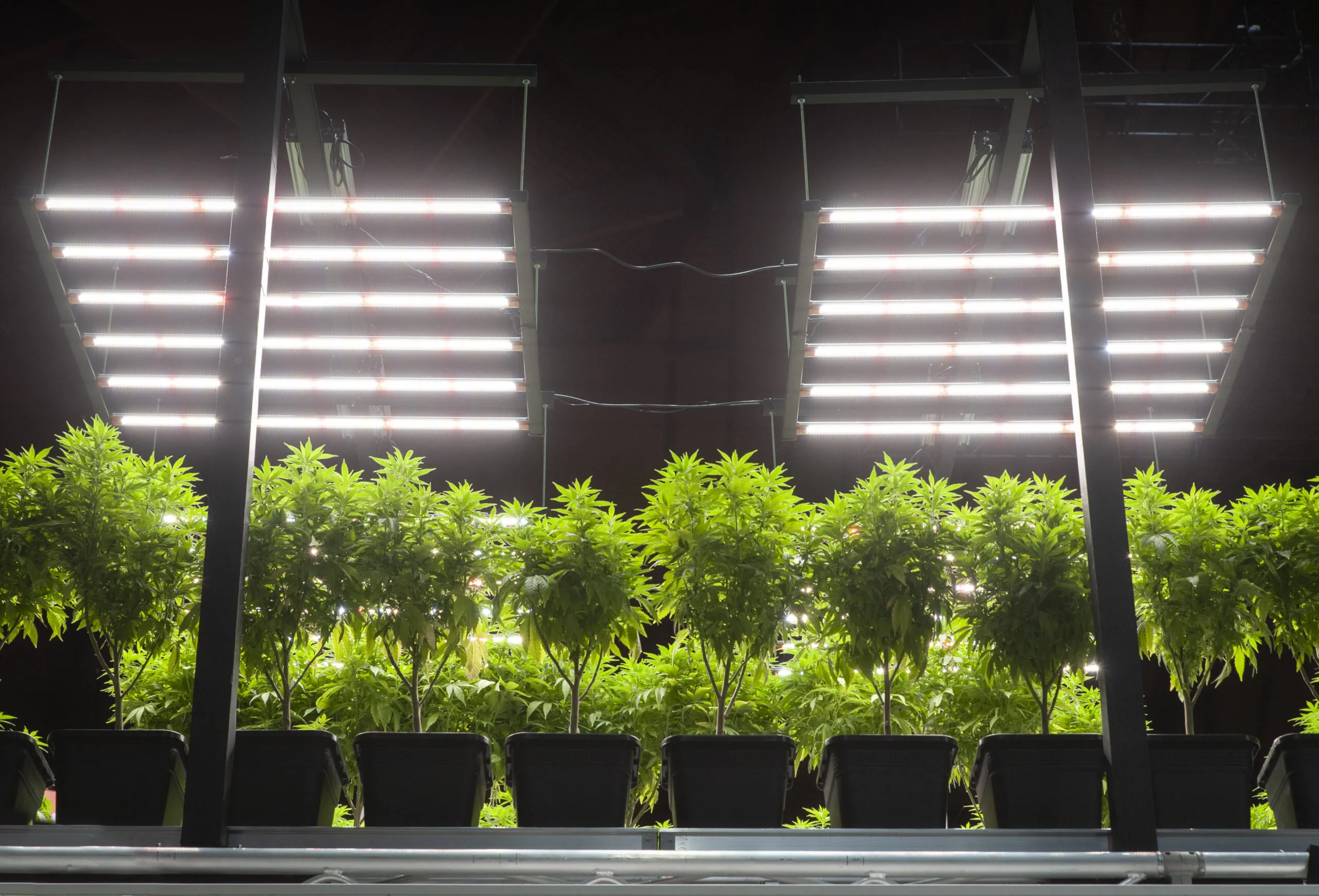 Professional cannabis cultivation under controlled plant stress to maximize resin and cannabinoid production