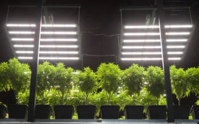 Estrés vegetal en cannabis: cómo optimizar rendimiento, resina y producción de cannabinoides