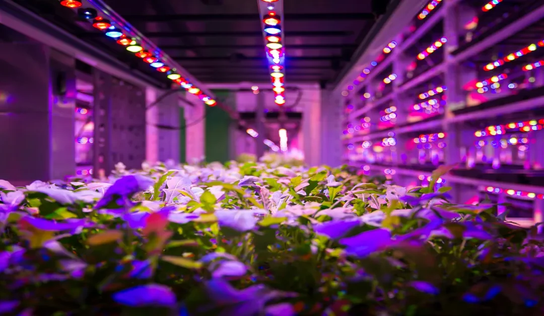 Advanced Cannabis Lighting: LED Spectra, UV Radiation and Applied Plant Physiology