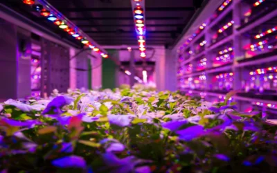 Iluminación avanzada en cannabis: espectros LED, radiación UV y fisiología vegetal aplicada