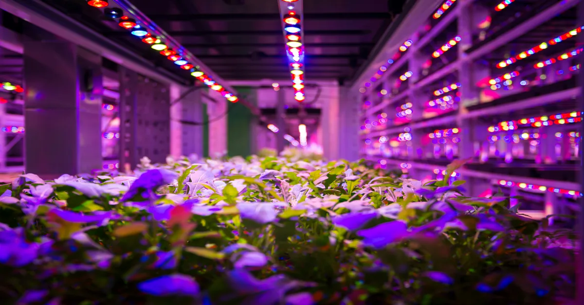 Instalación profesional de cultivo indoor bajo iluminación LED de espectro completo con tonos violeta y rojo