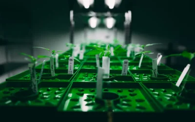 Control climático en cannabis: temperatura, humedad, CO₂ y VPD aplicado al cultivo profesional