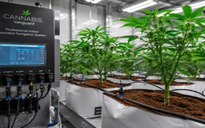 Gestión del agua en cannabis: fertirrigación de precisión, eficiencia hídrica y fisiología radicular