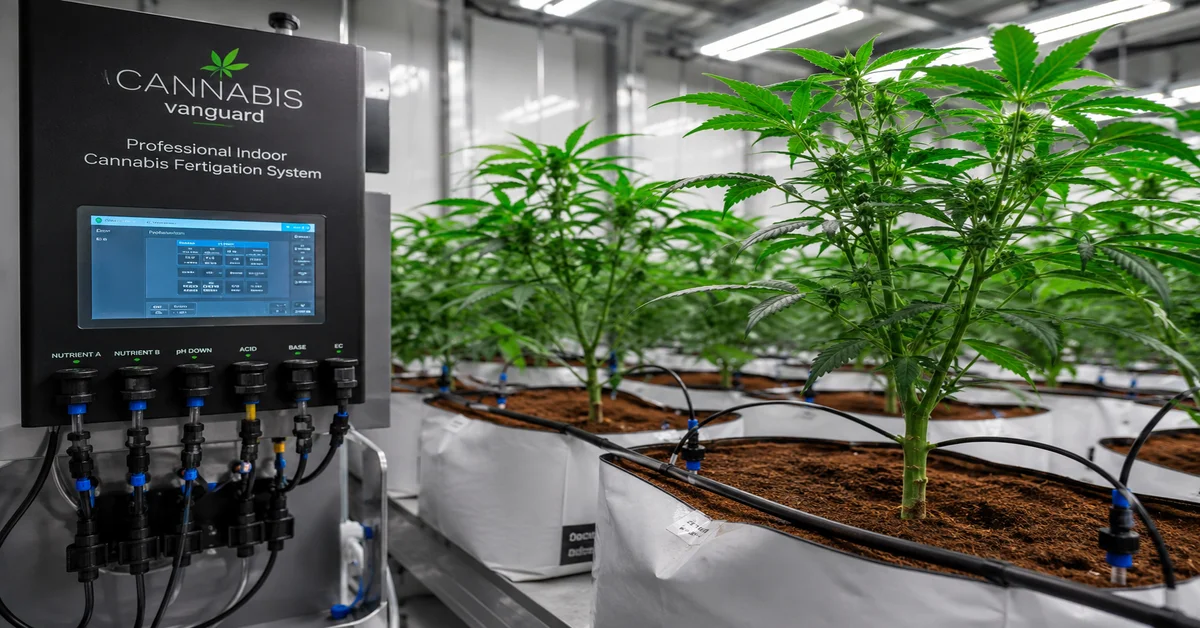 Sistema de fertirrigación profesional en cultivo de cannabis con tuberías de riego por goteo y plantas en sustrato de coco