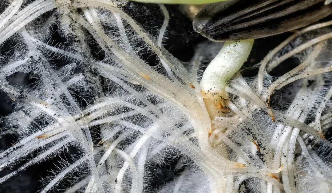 Biología del suelo y microbioma agrícola: cómo regenerar fertilidad, estructura y productividad