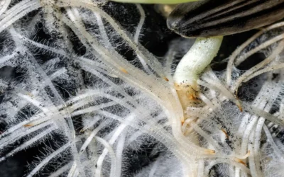 Biología del suelo y microbioma agrícola: cómo regenerar fertilidad, estructura y productividad