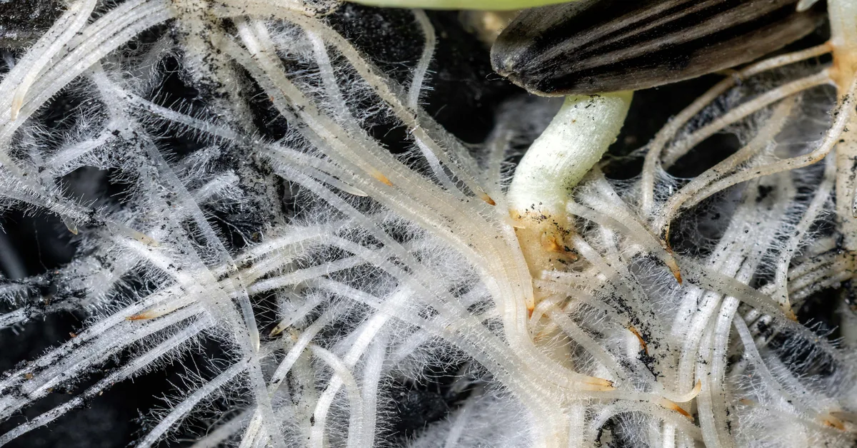 Raíces de planta agrícola rodeadas de microorganismos del suelo y red de hifas fúngicas visibles al microscopio