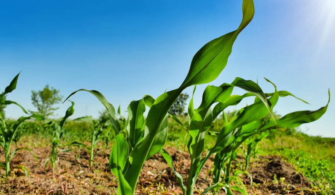 Climate resilient crops: agronomic strategies for adaptation
