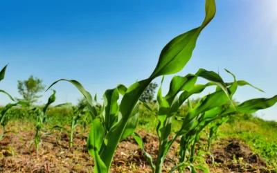 Climate resilient crops: agronomic strategies for adaptation