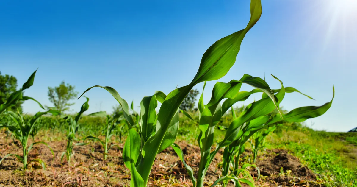 cultivo joven de maíz bajo sol intenso, campo agrícola