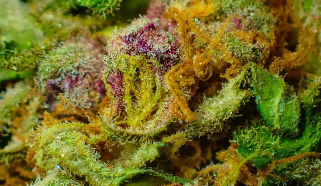 Terpenes and the aromatic profile of cannabis: the science behind flavor and aroma