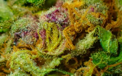 Terpenos y perfil aromático del cannabis: la ciencia detrás del sabor y el aroma