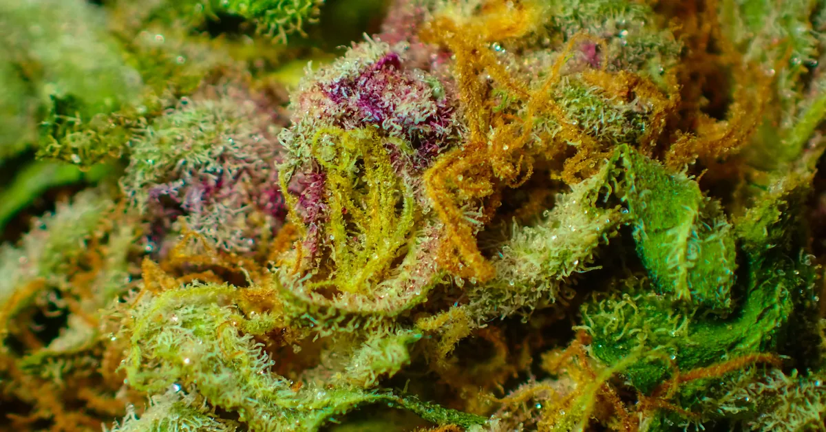 tricomas de cannabis con resina y pistilos morados en primer plano macro