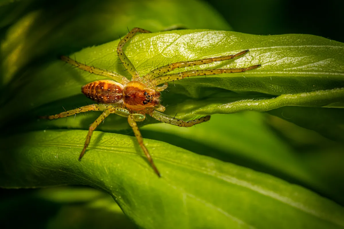 hoja de cannabis con signos de plaga o araña roja en primer plano