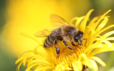 Polinizadores y biodiversidad funcional: aliados invisibles de la producción agrícola