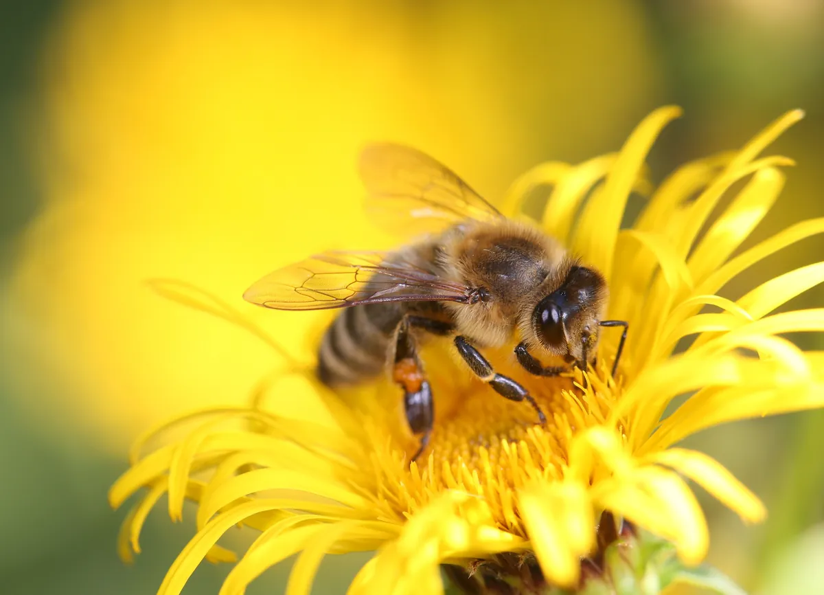 abeja polinizando flor en campo de cultivo